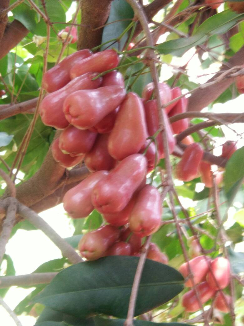 Rose Apple bangalore Organic Milk Suppliers in Bangalore A1 Milk